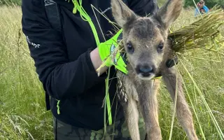 Zachraňme kokořínská srnčata