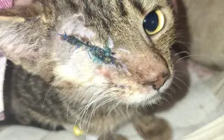 Druhá šance na život – veterinární péče pro zraněné, opuštěné a týrané kočky