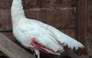 Společně ❤️ pro zvířata i v roce 2026