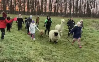 Pomozte beránkovi Knedlíčkovi opět běhat s dětmi.🤍