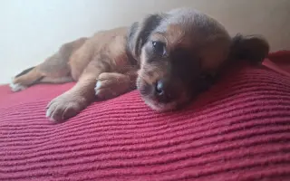 Pomoc pro Leu, Bobita a další zachráněné pejsky
