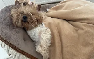 Pomozme Welle po nálezech rakoviny vidět, Daře k pohybu a Willymu ke zdraví