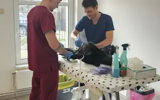 Pomoc pro Leu, Bobita a další zachráněné pejsky