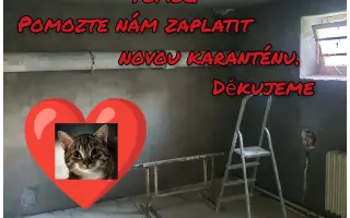 Nová karanténa pro kočičky ze Dvora Králové