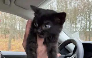 Podpořte péči o pejsky v psím hospici Andělská náruč, z.s.