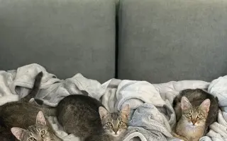 Pomôžte otvoriť neštandardnú veterinu pre túlavé zvieratá v Brne! 🐾💙