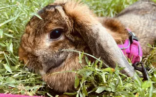 Prosíme, pomozte Nefince přestat trpět 💔