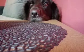 Pomohli jste Roxie znovu chodit