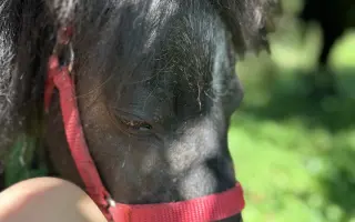 Pomozme třem statečným poníkům ke zdraví, které si sami vyběhat nemohou