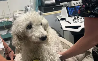 Operace pro Chanelku 💜