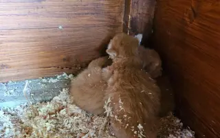❣️FUNGOVÁNÍ LIGY NA OCHRANU ZVÍŘAT - VETERINÁRNÍ PÉČE PRO KOČKY V NOUZI⚕️👩‍⚕️
