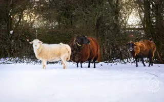 Pomůžete nám naplnit bříška hospodářským zvířátkům