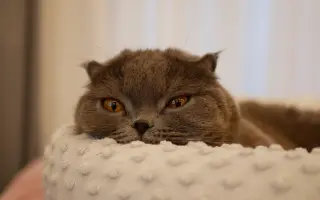 Pomozte Mapleovi bojovat nejen s FIP