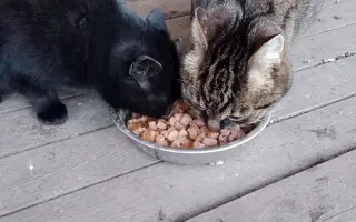 ❤️ Pomozte Farmě Duběnka zůstat místem pro děti i zvířata