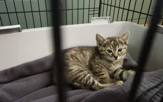 Proměňme společně kočičí svět v lepší místo 🐈