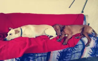 Pomozme Estonkovi v boji s hemangiosarkomem