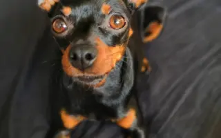 Fenka Bára vždy stála při Pavlíně, teď je řada na ní