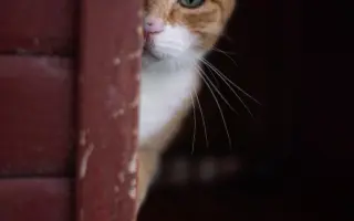 Pomozte s námi čtyřnohým seniorům