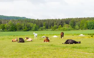 Veterinární péče a krmivo pro svěřence v útulku