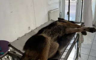 100 kastrací. Tisíce psů, kteří se nikdy nemusí narodit do utrpení