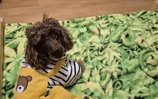 Elektrický pohon k vozíku pro Evu s DMO