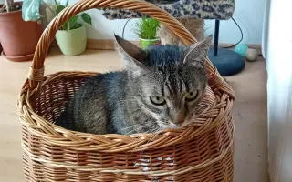 Pomozme Mikymi s náklady na veterinární péči
