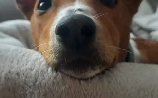 Billinka znovu bojuje o život – pomozte jí ho vyhrát