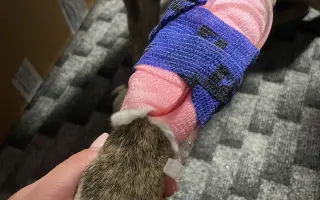 Podpořili jste dvě psí dušičky v boji s nepřízní osudu