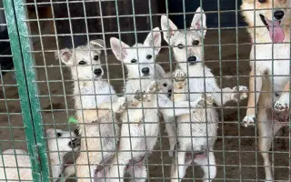 Veterinární péče pro psy v útulku - podzim 2026