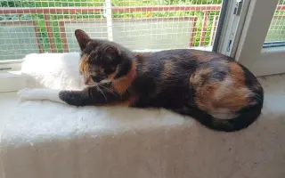🐾 Pomoc pro moji kočičí rodinu – Boženku a Kubíčka