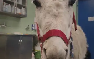 Záchrana nemocného oslíka Kryštofa.