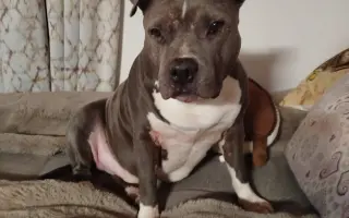 Pro Samíčka❤️ Prosím pomocte mu znova běhat bez bolesti