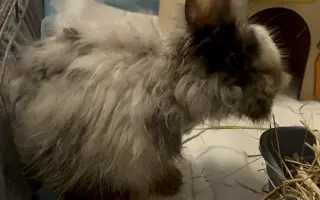 Z ulice do bezpečí: pomozte králíčkovi Beky