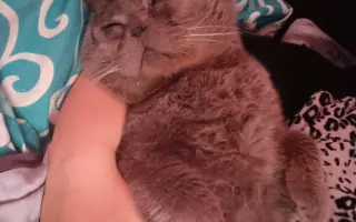 Čičmánek potřebuje operaci očí!