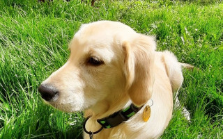 Asistenční pes pro Jozefa s roztroušenou sklerózou