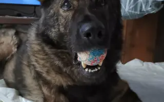 Pomoc Furině v boji s lupusem (SLE)