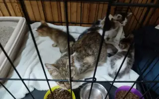 Pomozme pejskům a kočičkám se startem do lepšího života