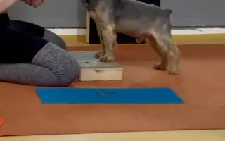 Naděje pro našeho Samíka 🐶