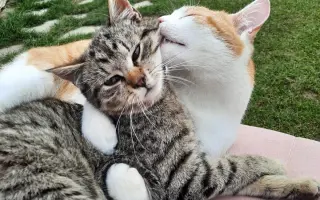 Šance na život pro Ouška a další kočičky z našeho depozita