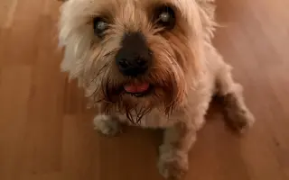 Pomozte prosím prodloužit život Maxovi