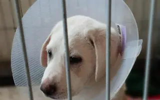 Pomoc pro bojovníčka Ferdu