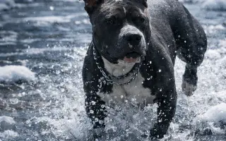 Pro Samíčka❤️ Prosím pomocte mu znova běhat bez bolesti