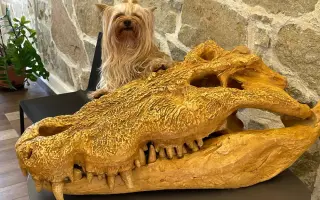 Pomozte Maxíkovi v boji s lymfomem