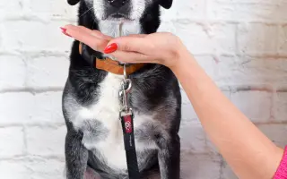 Pomáháme opuštěným a týraným psům najít cestu domů 🩷