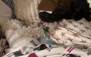 Operace pro Chanelku 💜