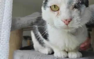 Pomoc kočičkám z útulku Radim kočkám