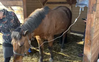 Akutní operace a pooperační péče Lucase