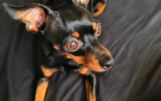 Fenka Bára vždy stála při Pavlíně, teď je řada na ní