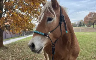 Pomozme Akitě volně dýchat