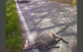Zastav se na chvíli – pomoz nám chránit zvířata na silnicích!